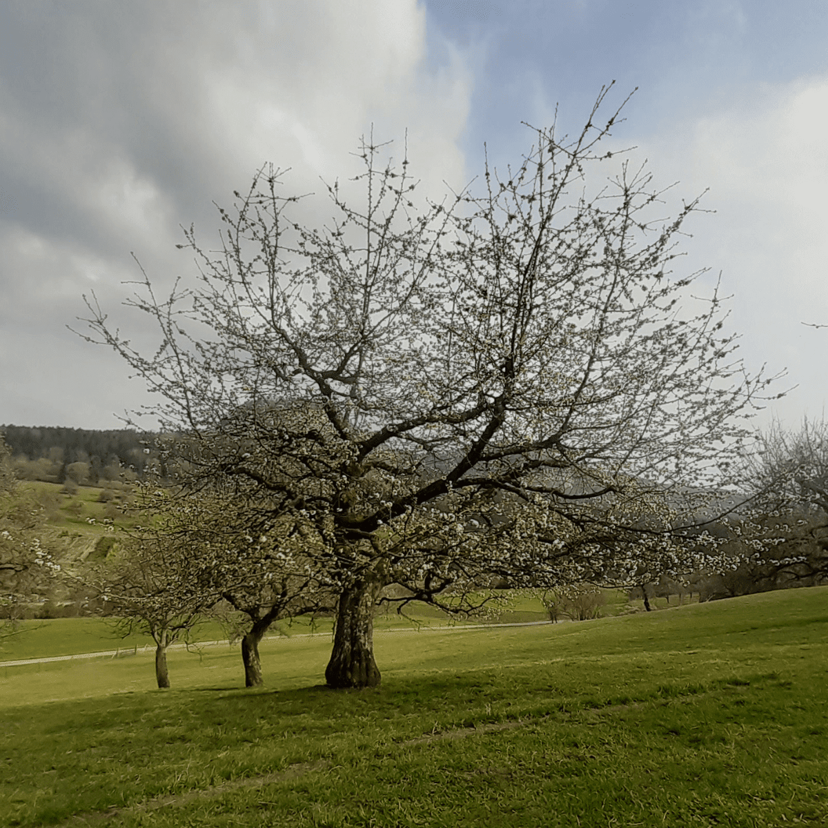 Obstbaumschnitt in Albstadt und Balingen