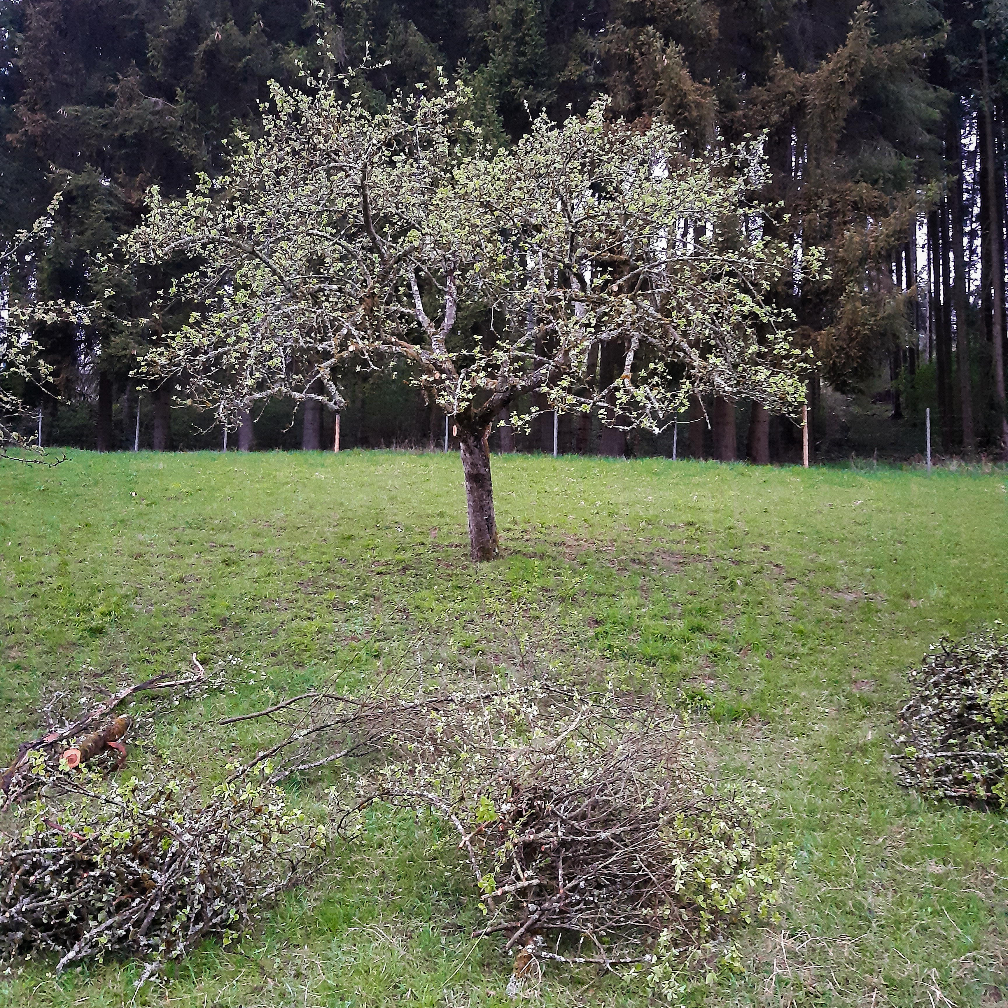 Obstbaumschnitt in Albstadt und Balingen