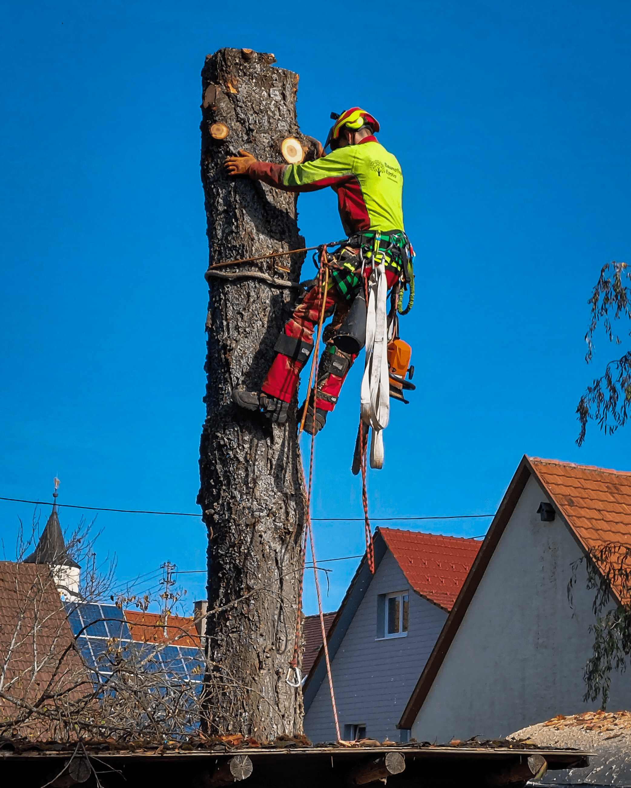 Baumfällung in Albstadt und Balingen