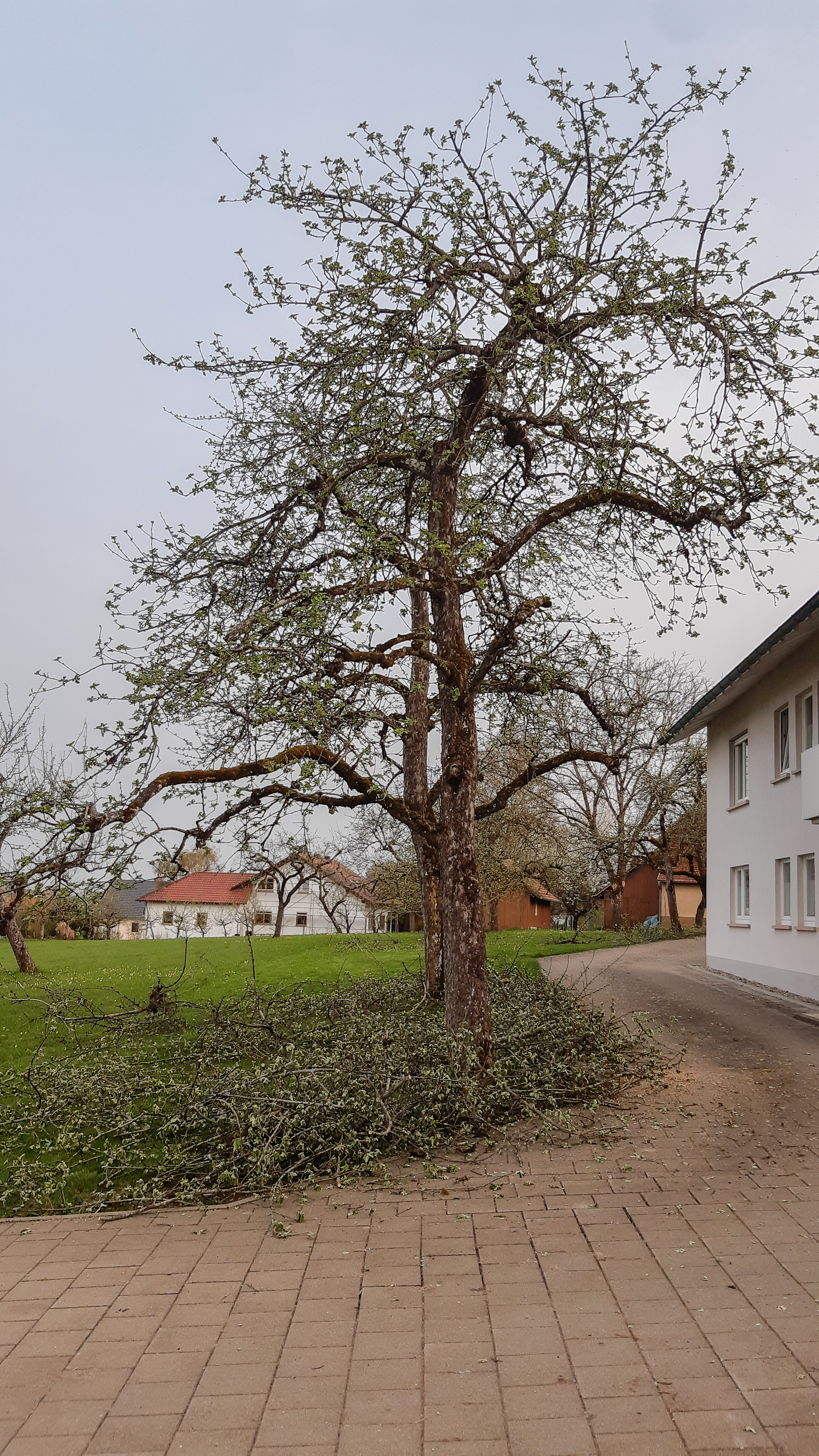 Obstbaumschnitt in Albstadt und Balingen